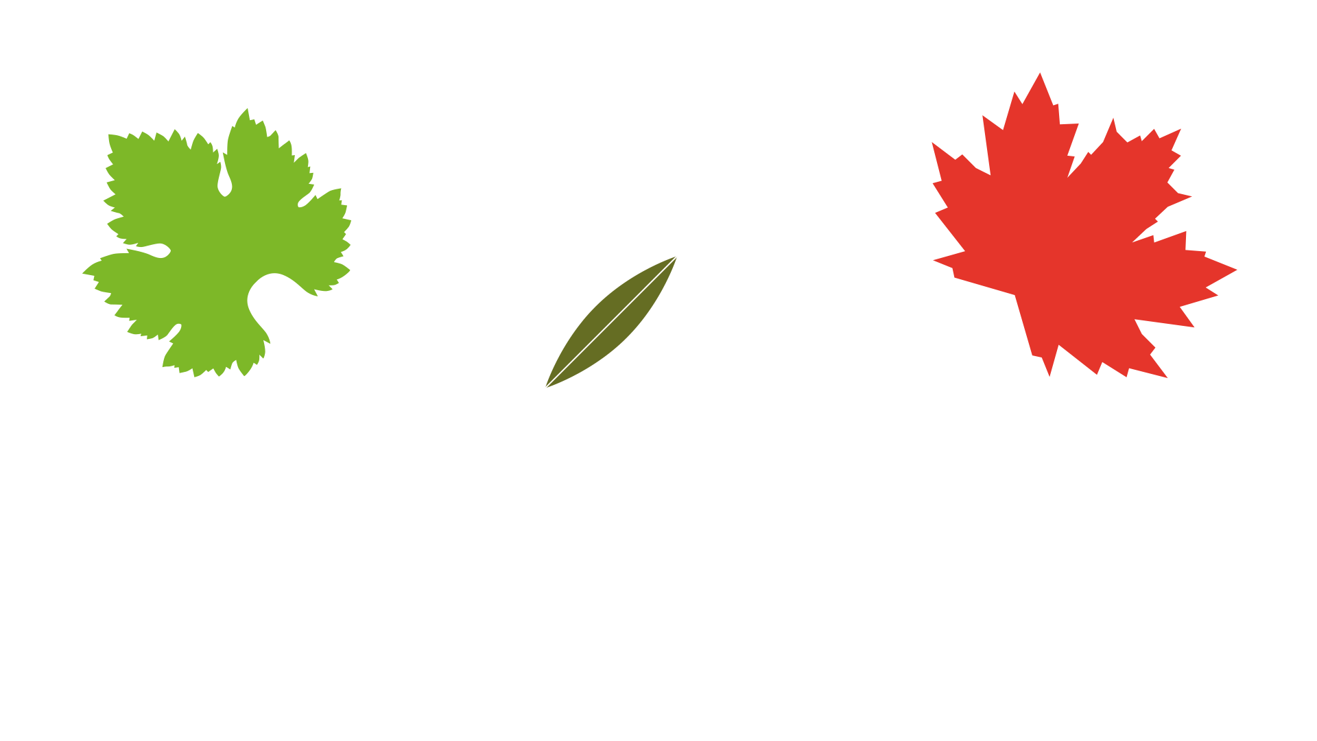 Wocsa